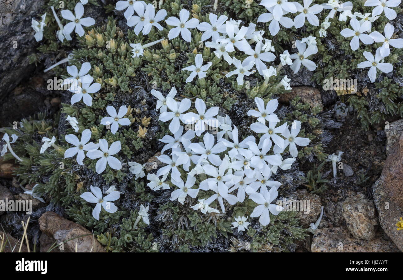 Dwarf phlox or alpine phlox, Phlox condensata, in flower in high altitude fell-field, Plateau, Sierra Nevada. Stock Photo