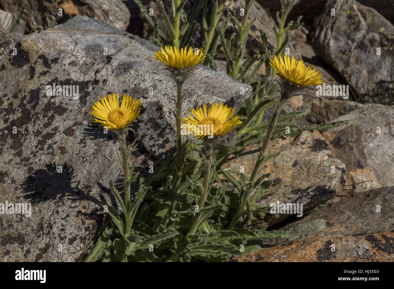 High mountain hulsea, Hulsea algida, in flower in high altitude fell-field, Dana Plateau, Sierra Nevada. Stock Photo