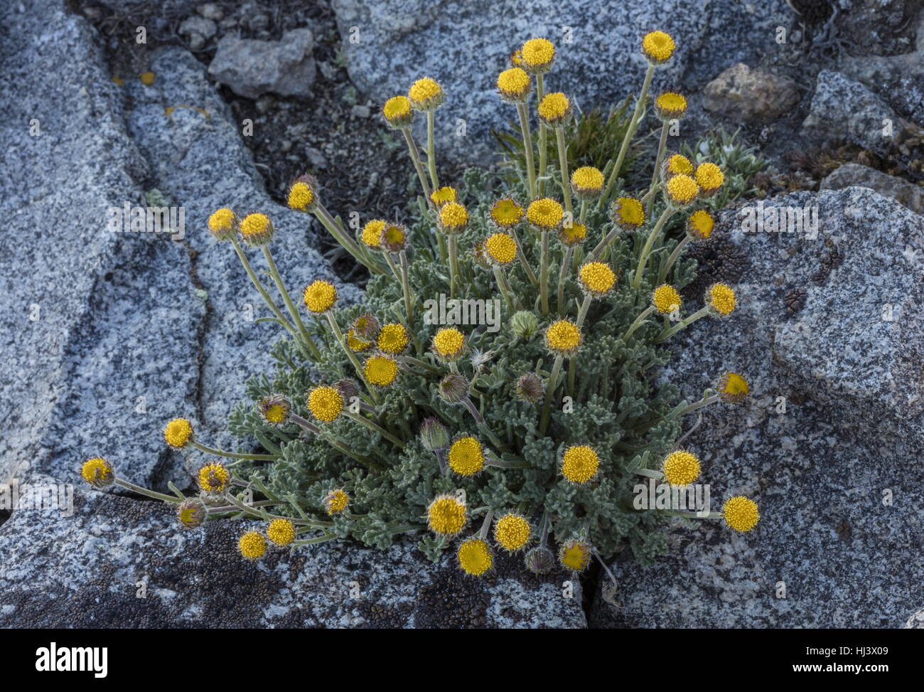 Rayless form of Cut leaved daisy, Erigeron compositus, in flower in high altitude fell-field, Plateau, Sierra Nevada. Stock Photo