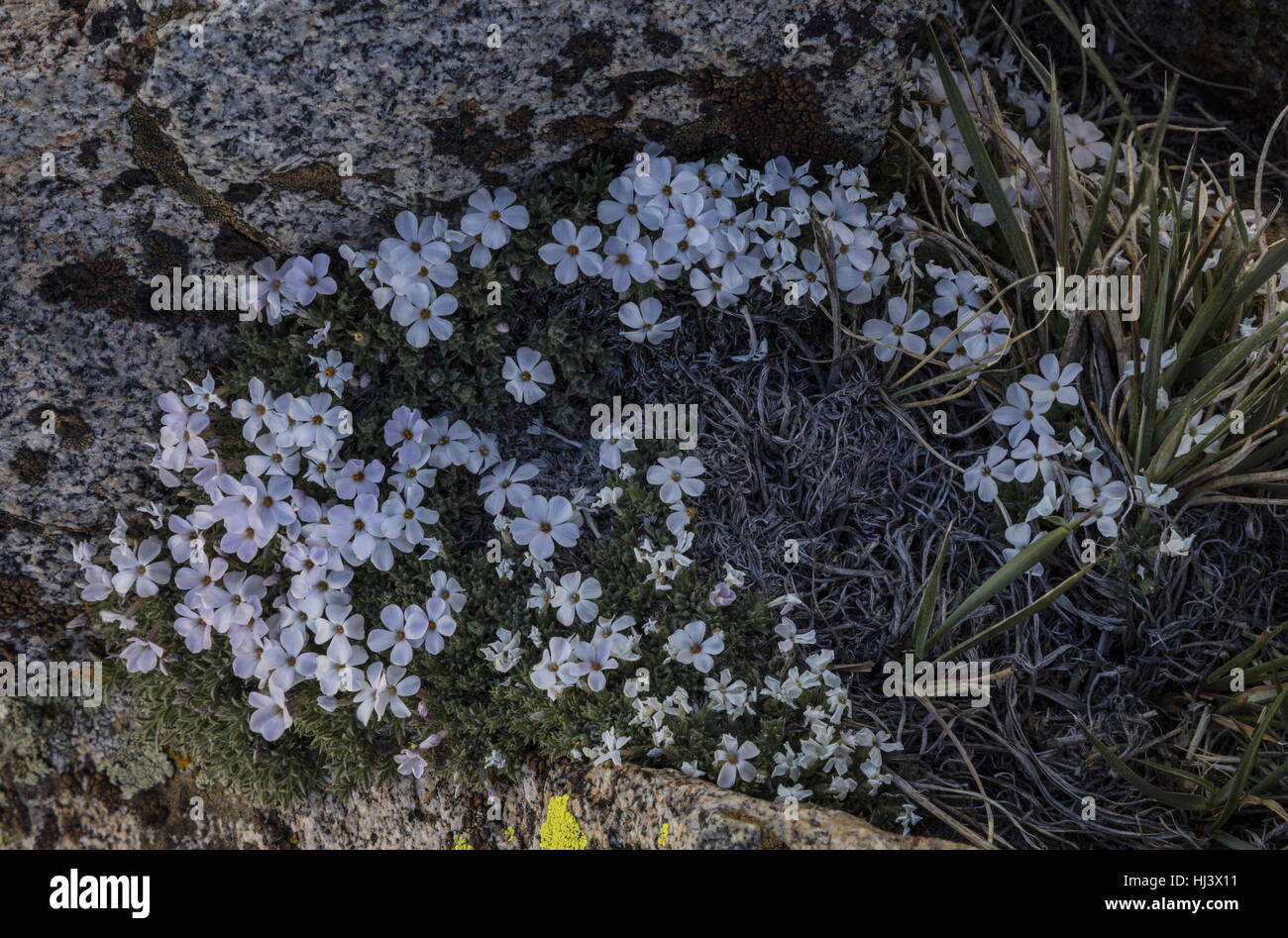 Carpet phlox, Phlox pulvinata, in flower in high altitude fell-field, Plateau, Sierra Nevada. Stock Photo