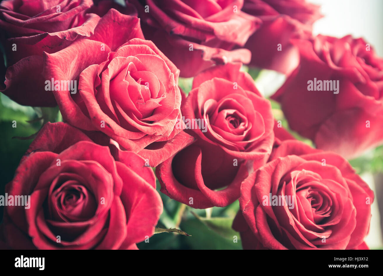 Closeup of beautiful freshly cut red roses bouquet Stock Photo Alamy
