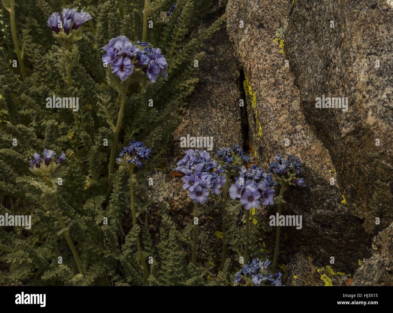 Skypilot, Polemonium eximium in flower on high altitude cliff at 12,000 ft, Dana Plateau, Sierra Nevada, California. Stock Photo