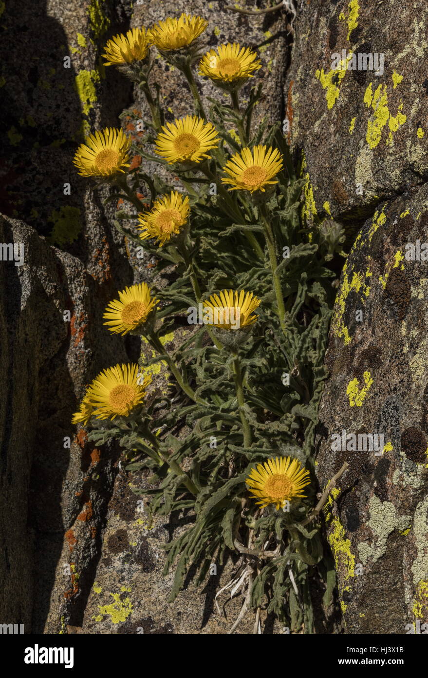 High mountain hulsea, Hulsea algida, in flower in high altitude cliff Dana Plateau, Sierra Nevada. Stock Photo