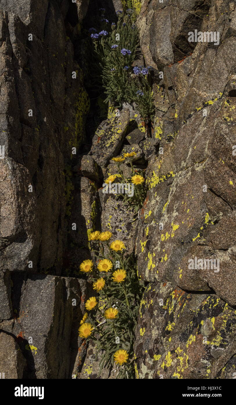 High mountain hulsea, Hulsea algida, and Sky Pilot, Polemonium eximium,  in flower in high altitude cliff Dana Plateau, Sierra Nevada. Stock Photo