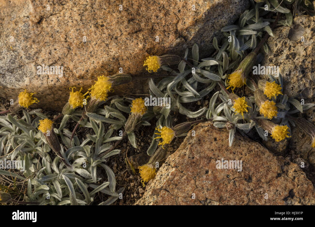 Green leaved raillardella, Raillardella scaposa, in flower in high altitude, fell-field, Dana Plateau, Sierra Nevada. Stock Photo