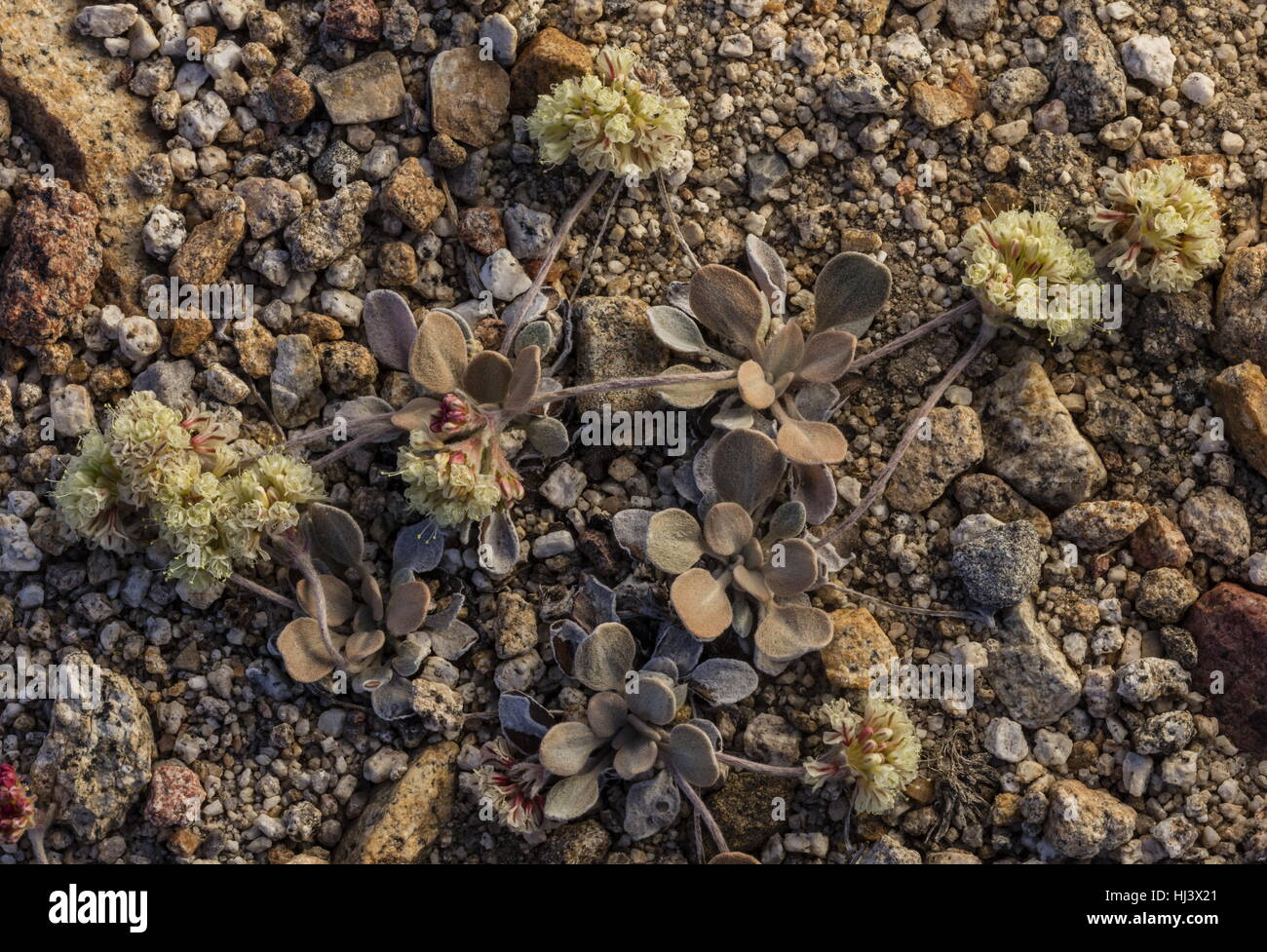Lobb's buckwheat, Eriogonum lobbii, in flower in high altitude fell-field, Dana Platea, Sierra Nevada. Stock Photo