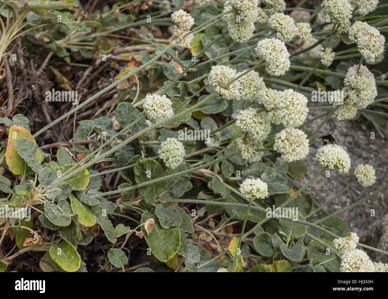 Seaside Buckwheat, Eriogonum latifolium, in flower, coastal California. Stock Photo