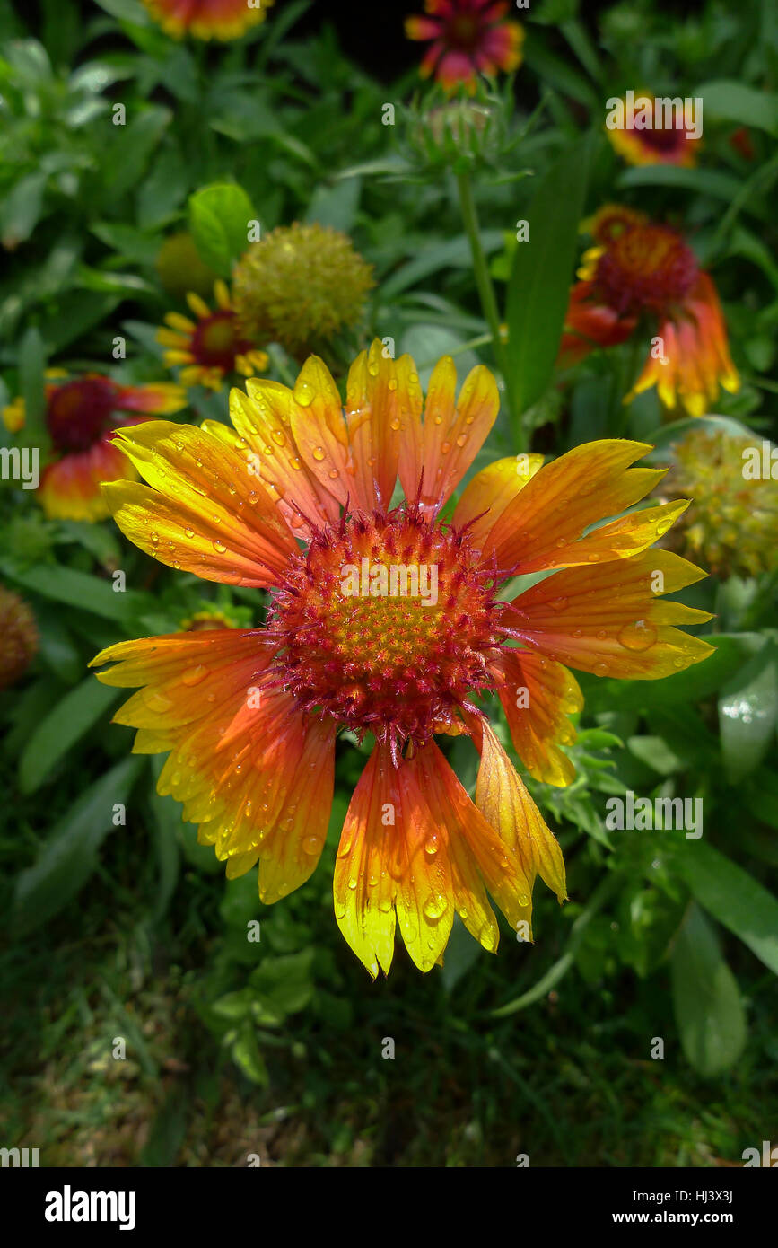 A summer blooming gaillardia also known as a blanket flower due to its vivid colours. Stock Photo
