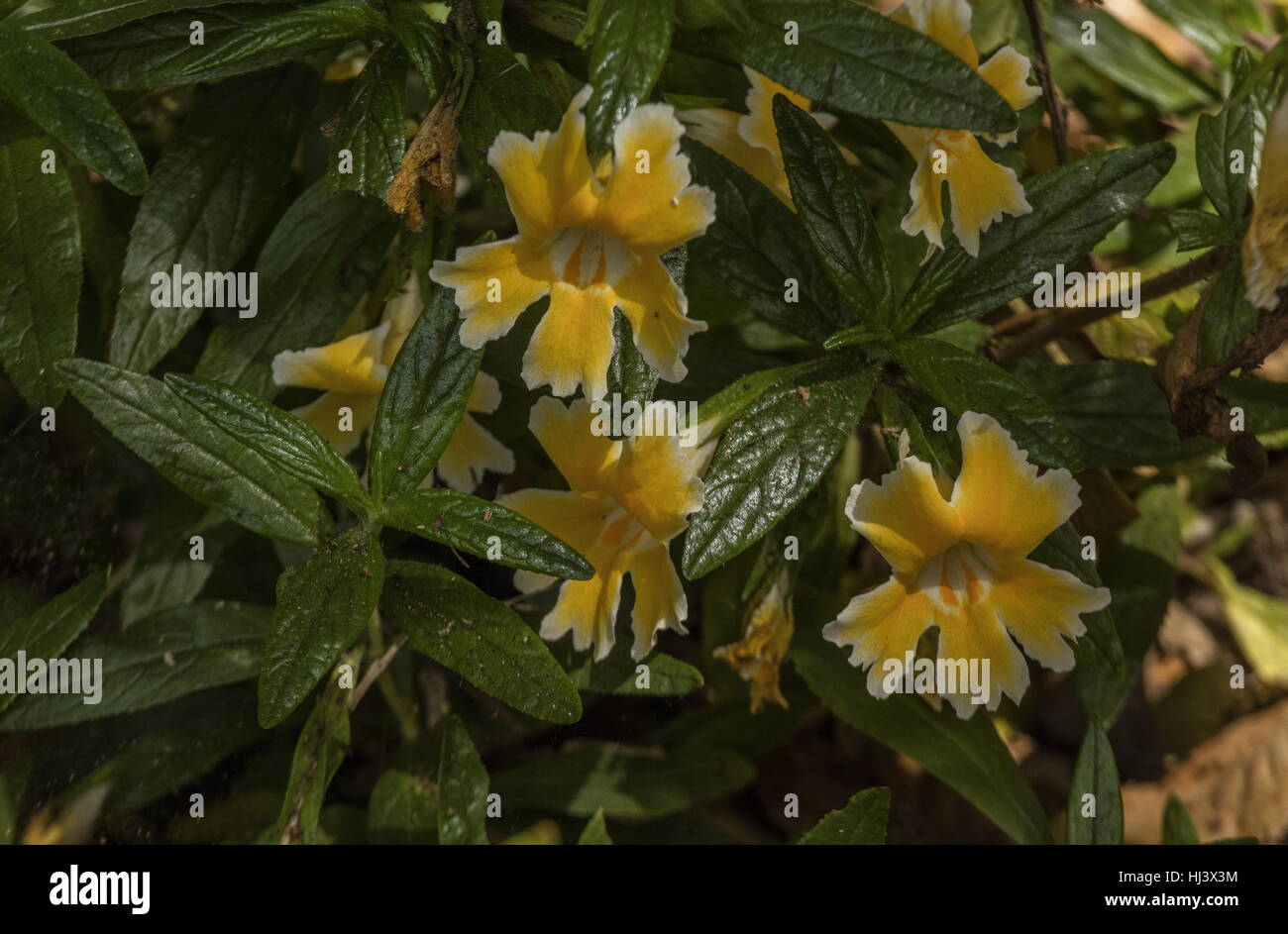 Mimulus aurantiacus 'pamela' Stock Photo