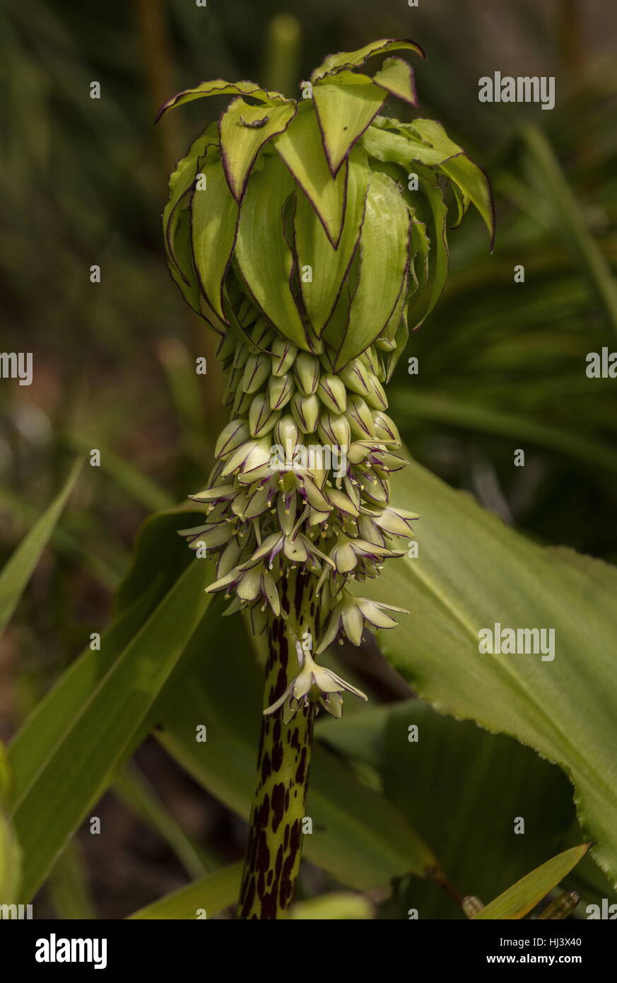 bicolor pineapple flower hires stock photography and images