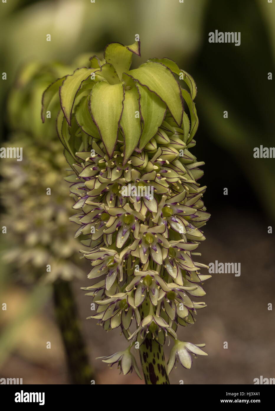 bicolor pineapple flower hires stock photography and images