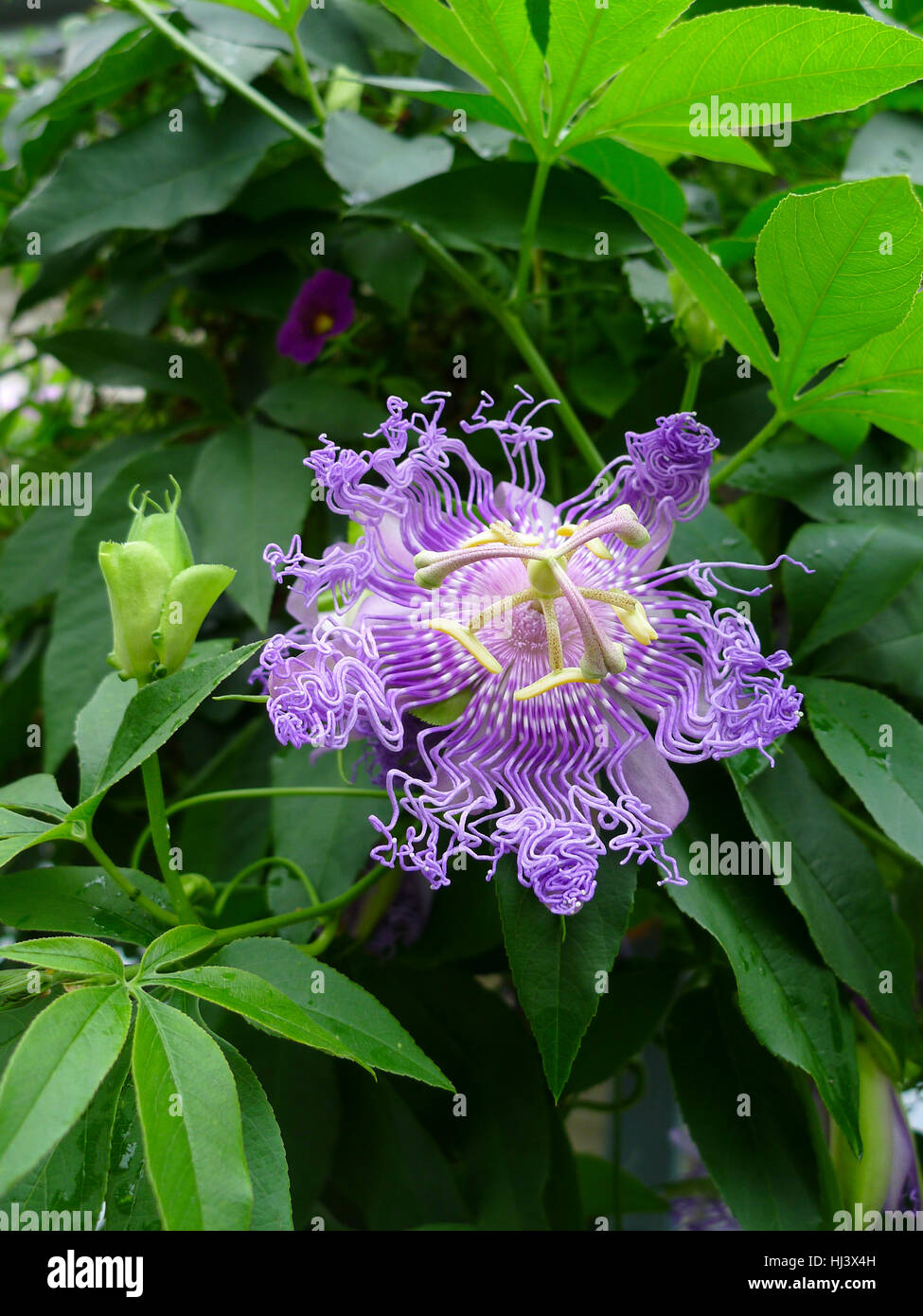 The unique shape and flower of the bloom of an incense passion flower Stock Photo