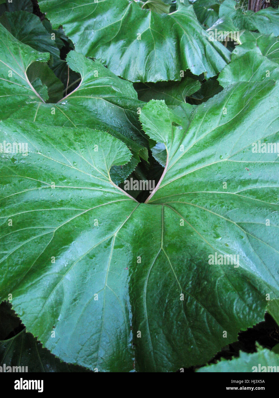 Mature  leaves of petasites japonicus also known as fuki or giant butterbur Stock Photo