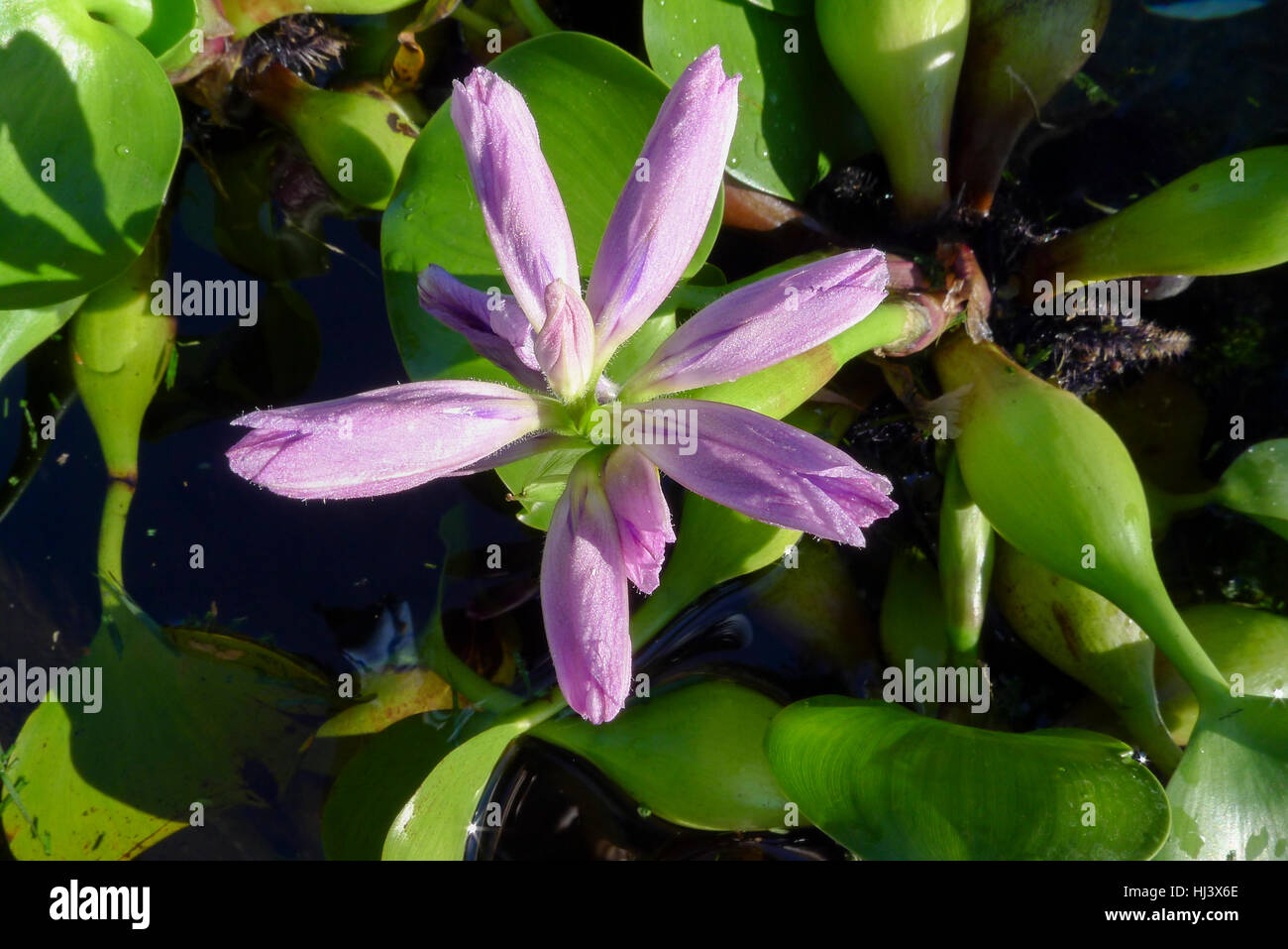 The unopened blooms of a water hyacinth Eichhornia crassipes Stock Photo