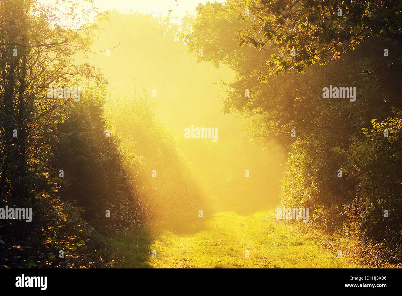 Sun rays shining down on woodlands Stock Photo