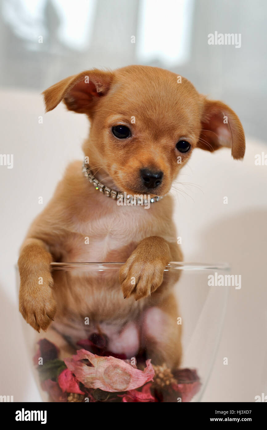 Red short-haired Russkiy toy dog in a glass with rose petals Stock Photo