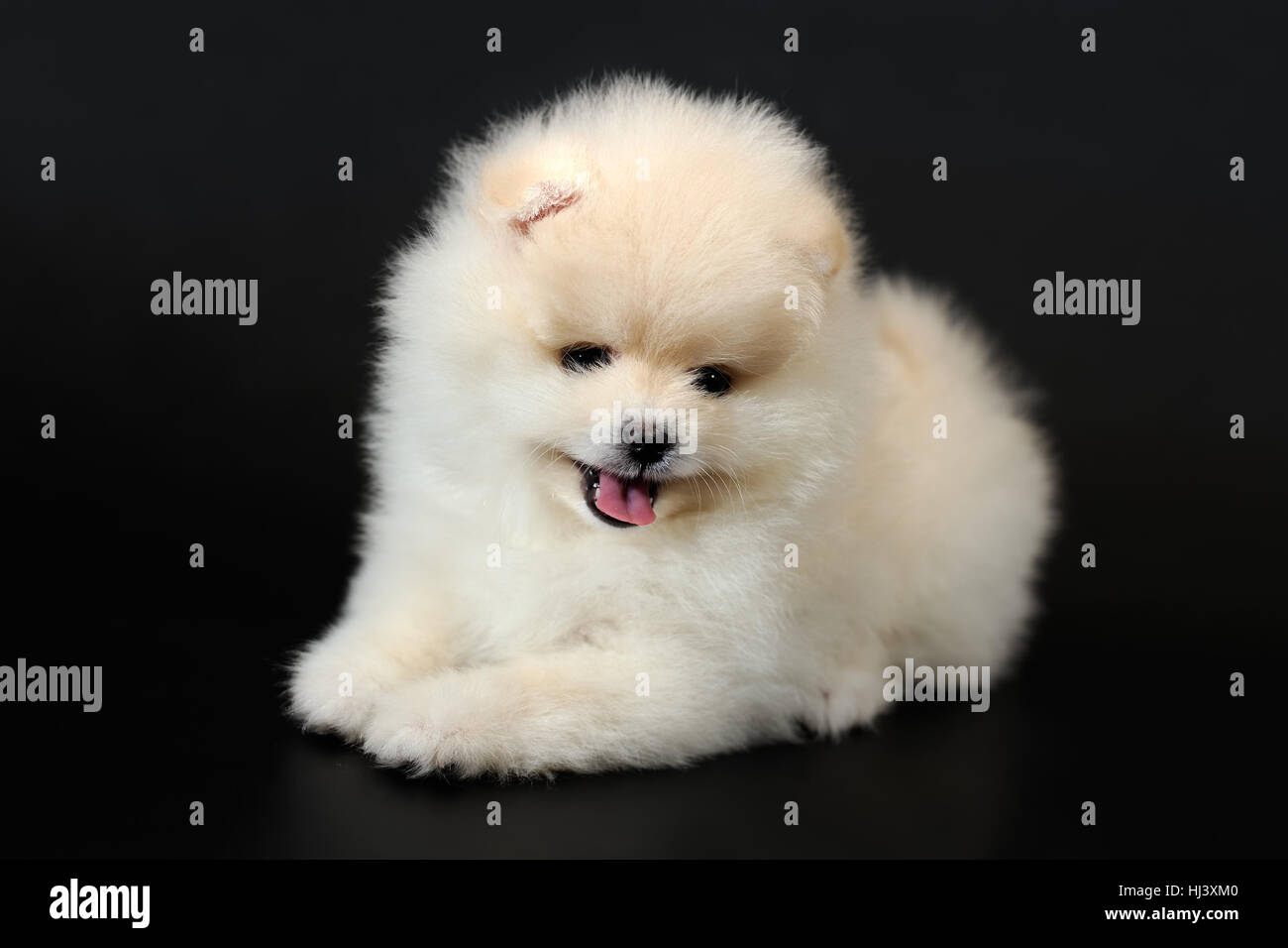 Cheerful Fuzz. Portrait of white with cream miniature Pomeranian Spitz puppy. Stock Photo