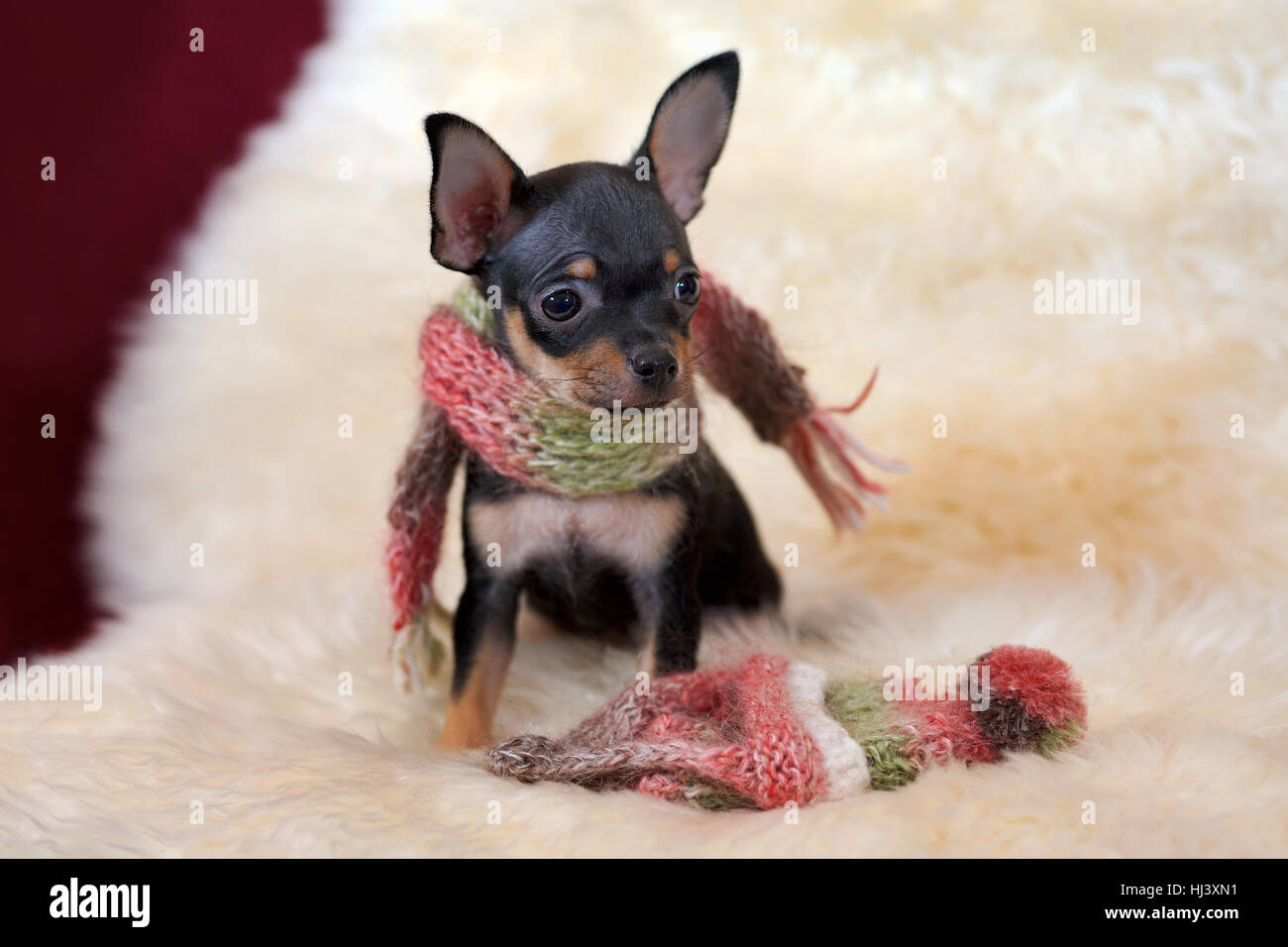 Small black and tan Russkiy toy (Russian toy terrier) dog with scarf Stock Photo