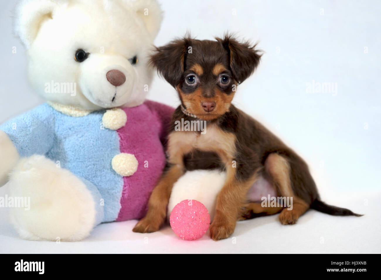 Chocolate with Vanilla. Brown and tan long-haired Russkiy toy dog puppy with bear toy. Stock Photo