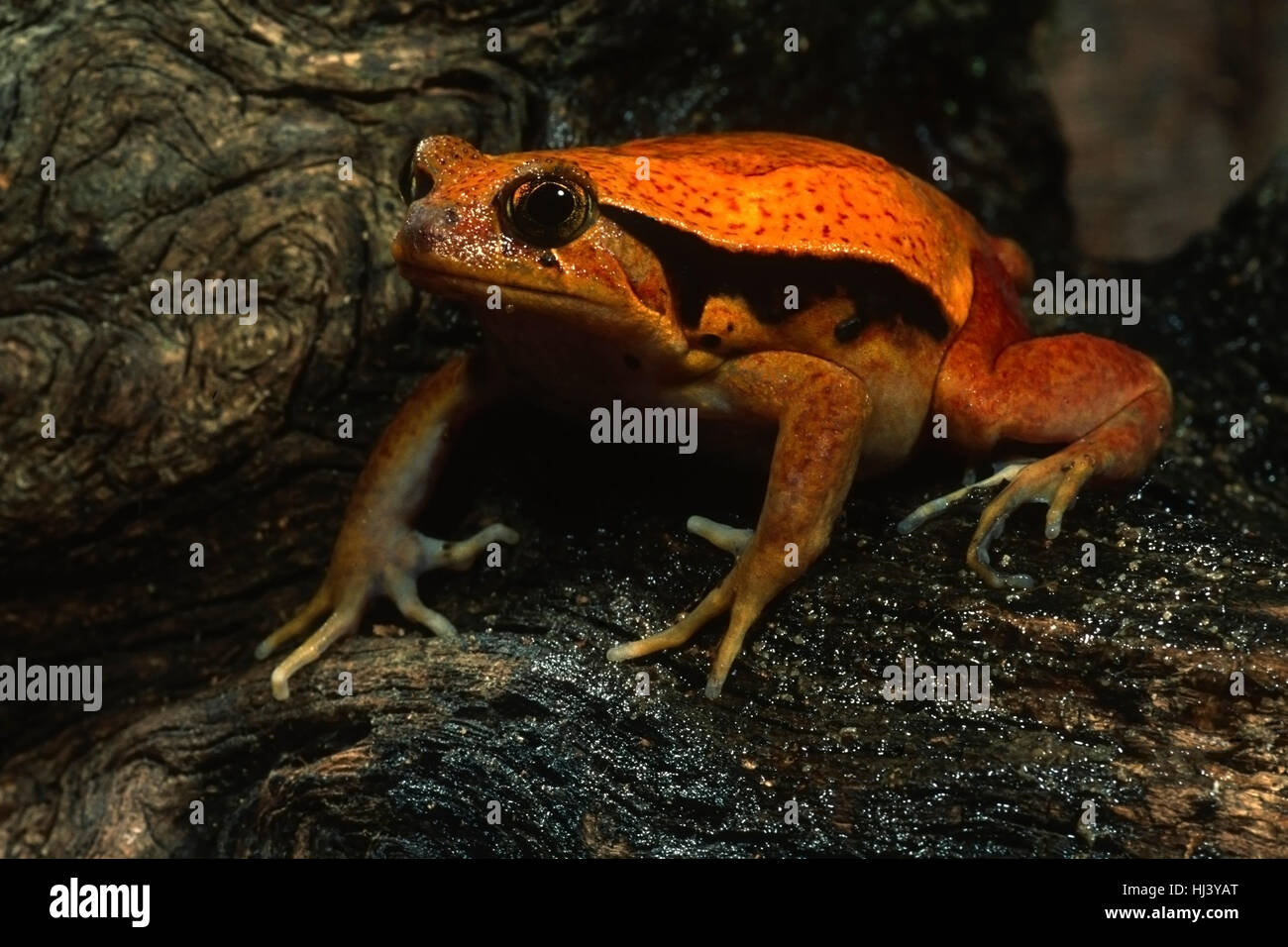 Tomato frog on log Stock Photo