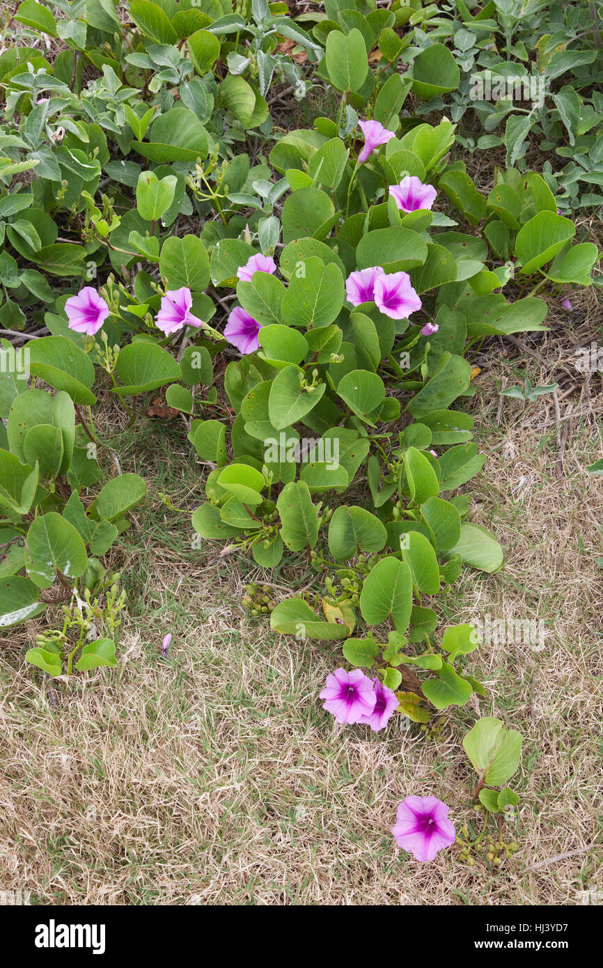 Ipomoea pes capre hi-res stock photography and images - Alamy