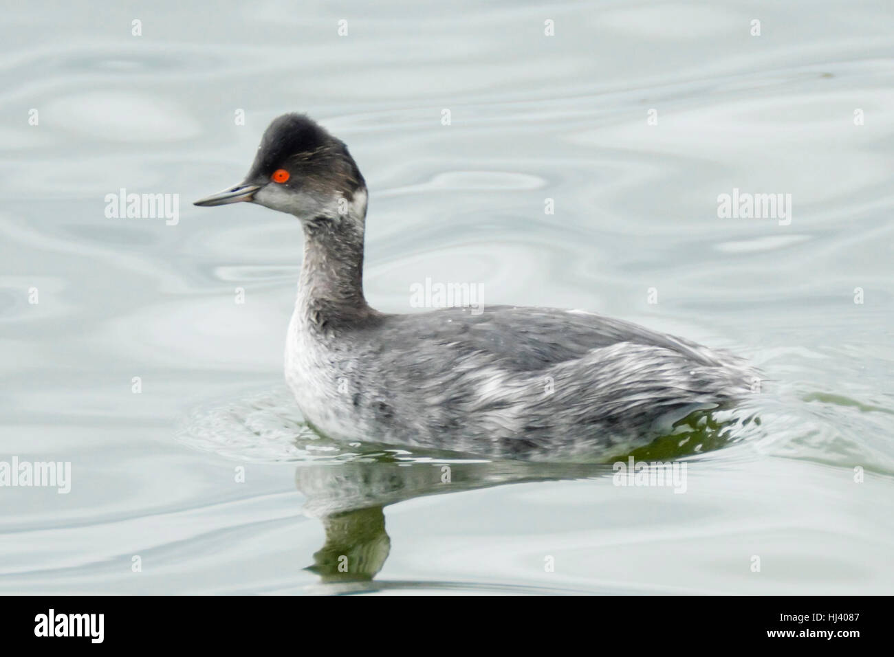 Eared Grebe waterbird in winter plumage paddling on pond. Stock Photo