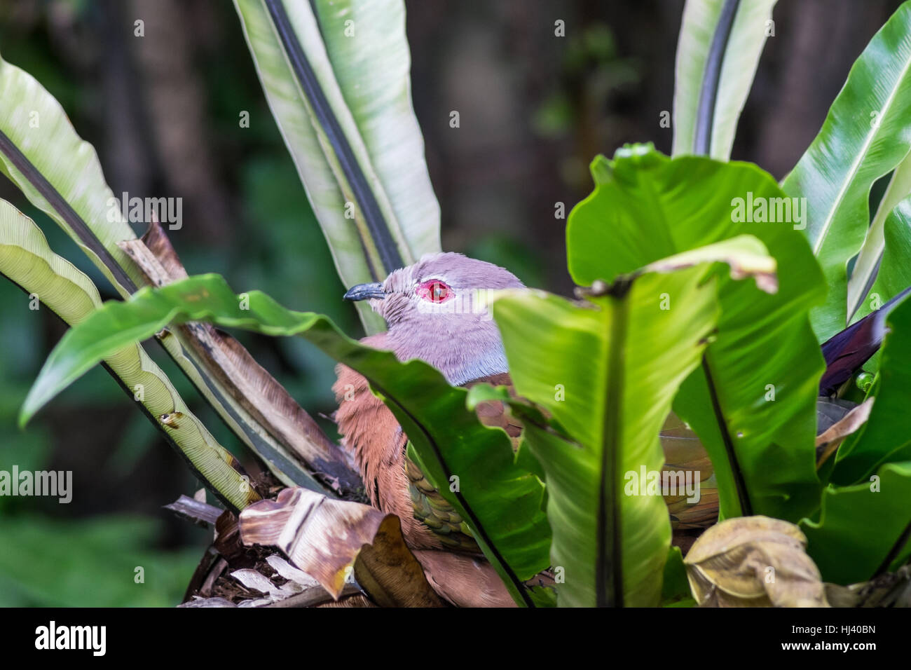 Purple-tailed imperial pigeon (Ducula rufigaster) hiding in foliage Stock Photo