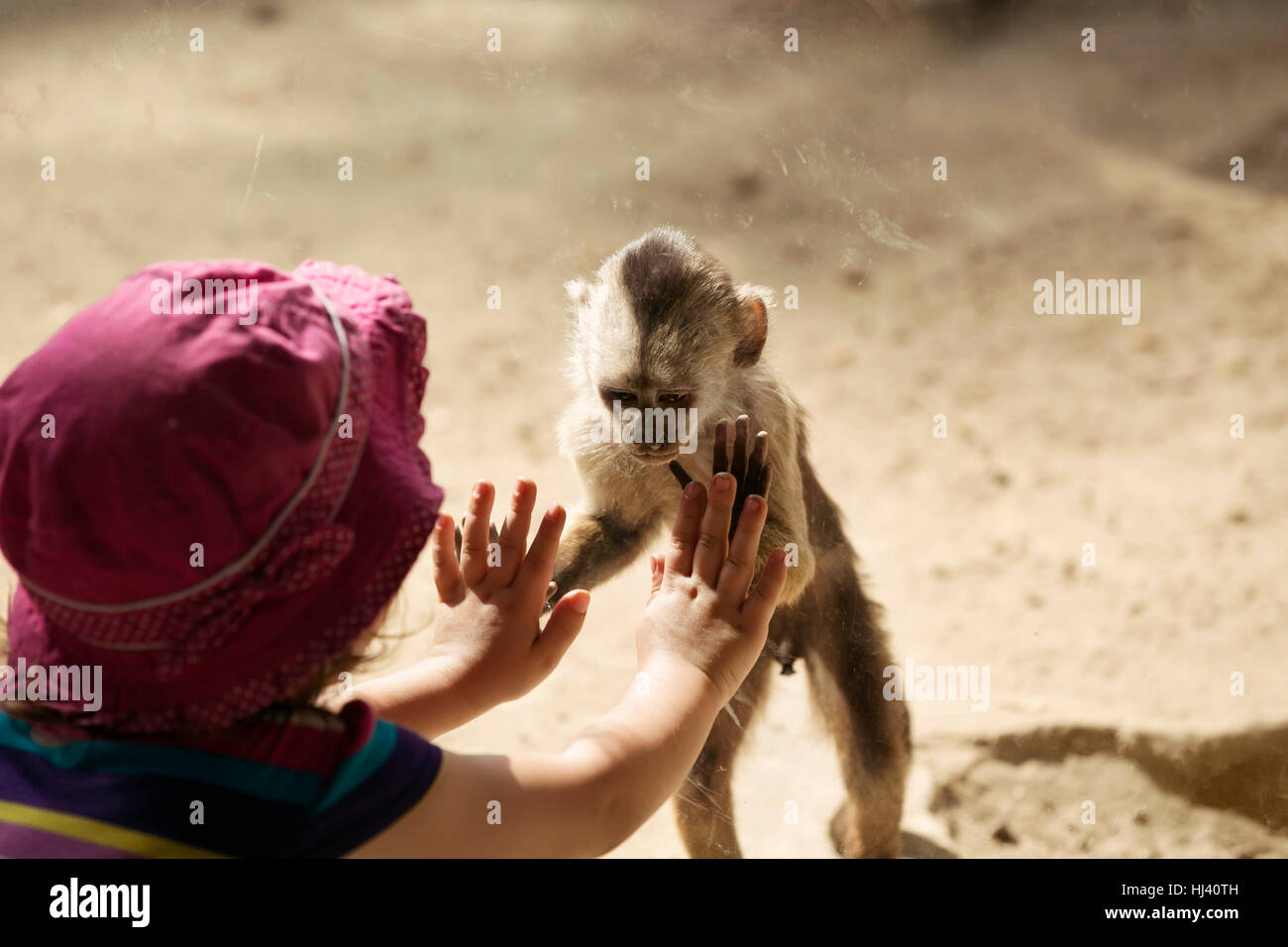 Monkey Playing with cute little girl Stock Photo