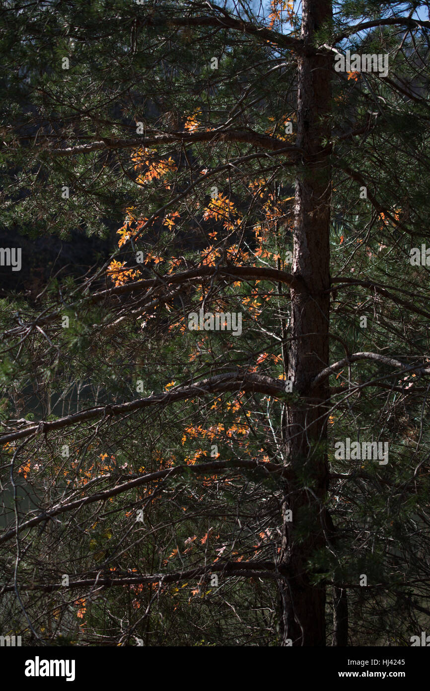 Autumn trees with yellow leaves in the Autumn season Stock Photo - Alamy