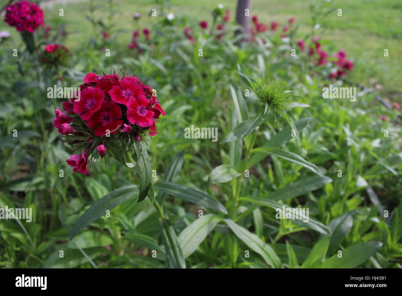 Flowers.. Stock Photo