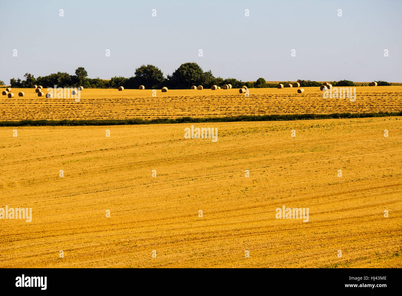 wheat fields after harvest Stock Photo - Alamy