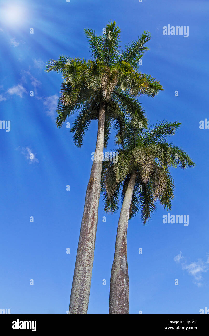 royal palms on the caribbean island of cuba Stock Photo