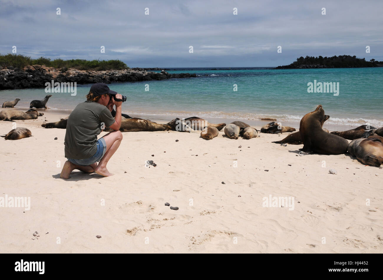 the sea lions Stock Photo