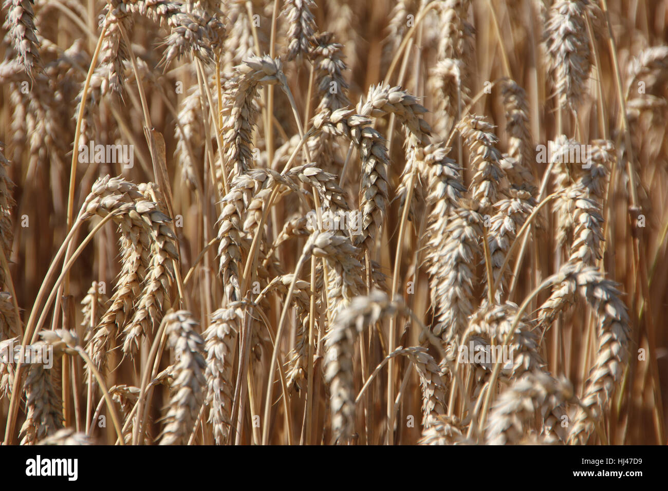 closeup, field, wheat, corn field, health, closeup, agriculture, farming, Stock Photo