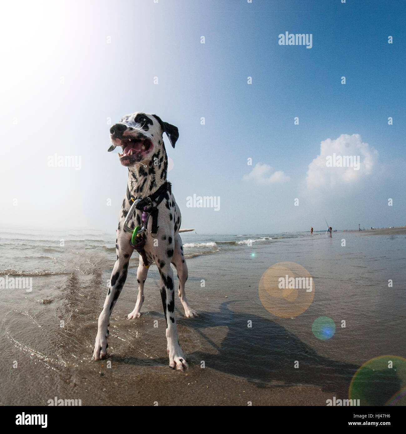 A Dalmation puppy running on a beach Stock Photo