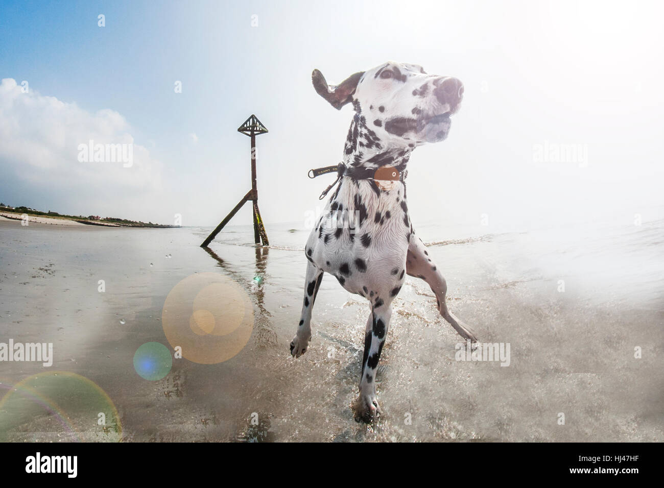 A Dalmation puppy running on a beach Stock Photo - Alamy