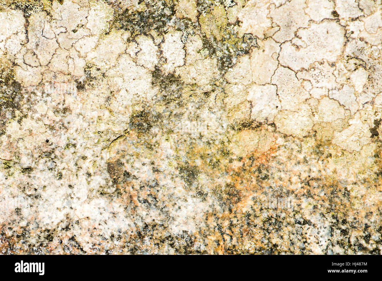 Natural background texture, lichen and moss growing on a stone Stock Photo