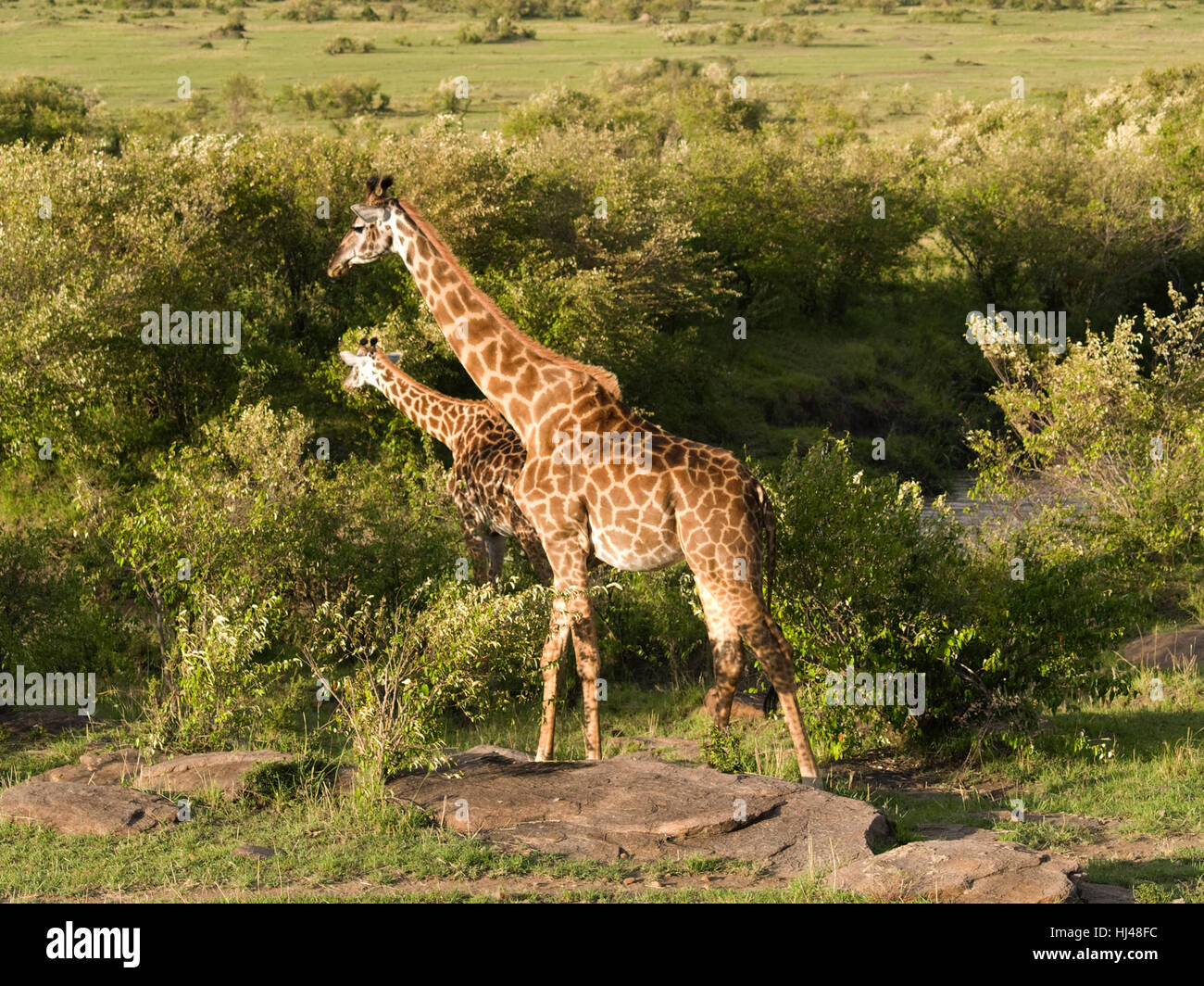 animal, kenya, safari, giraffe, relaxation, park, holiday, vacation, holidays, Stock Photo