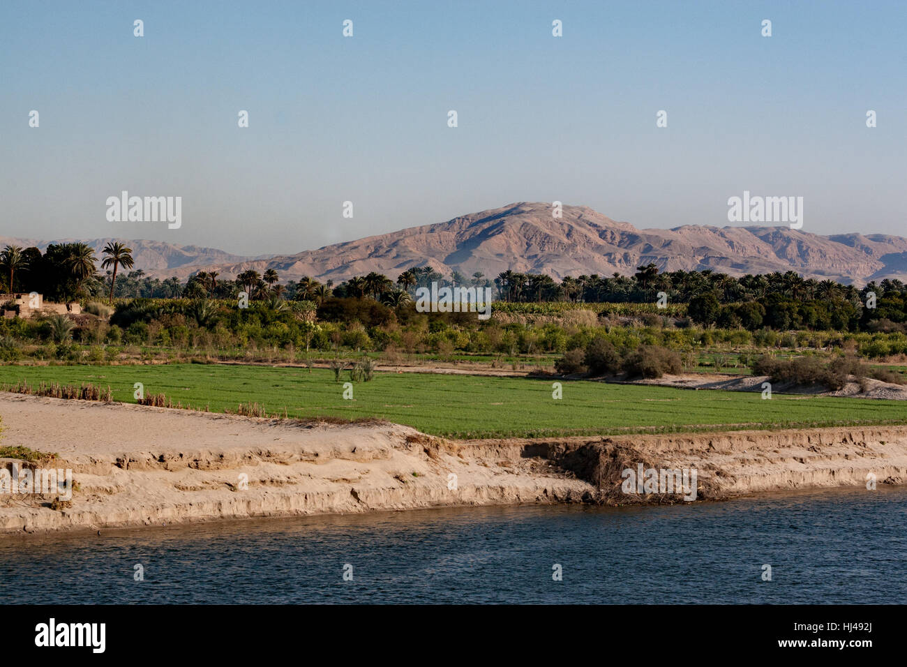 Crops growing along the Nile River in Egypt Stock Photo Alamy