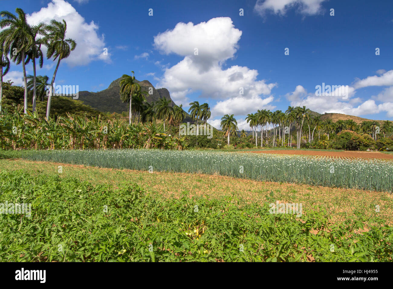 food, aliment, travel, agrarian, agricultural, eco, tree, trees, green, Stock Photo