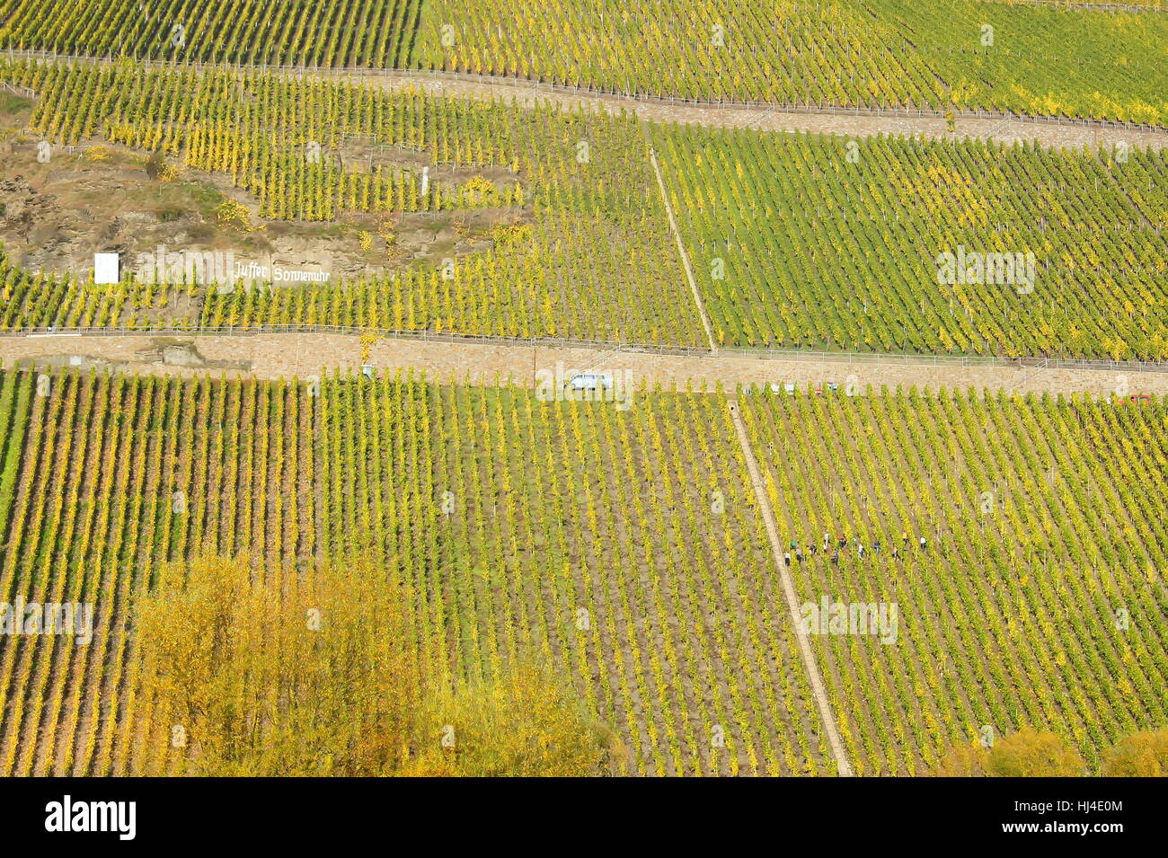 vineyard, mosel, sun dial, vineyards, cultivation of wine, vineyard, mosel, sun Stock Photo