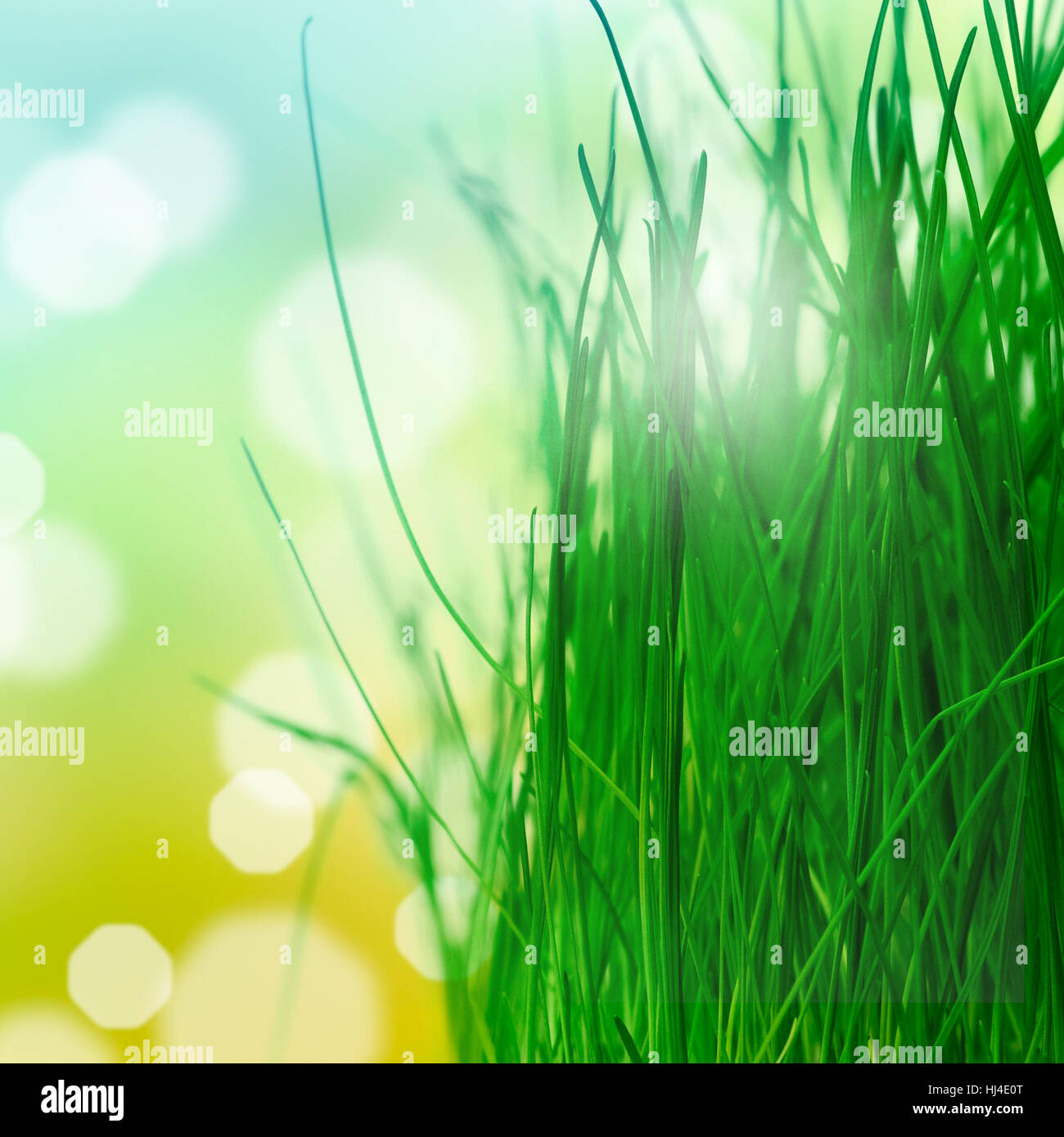 Spring background with grass Stock Photo - Alamy