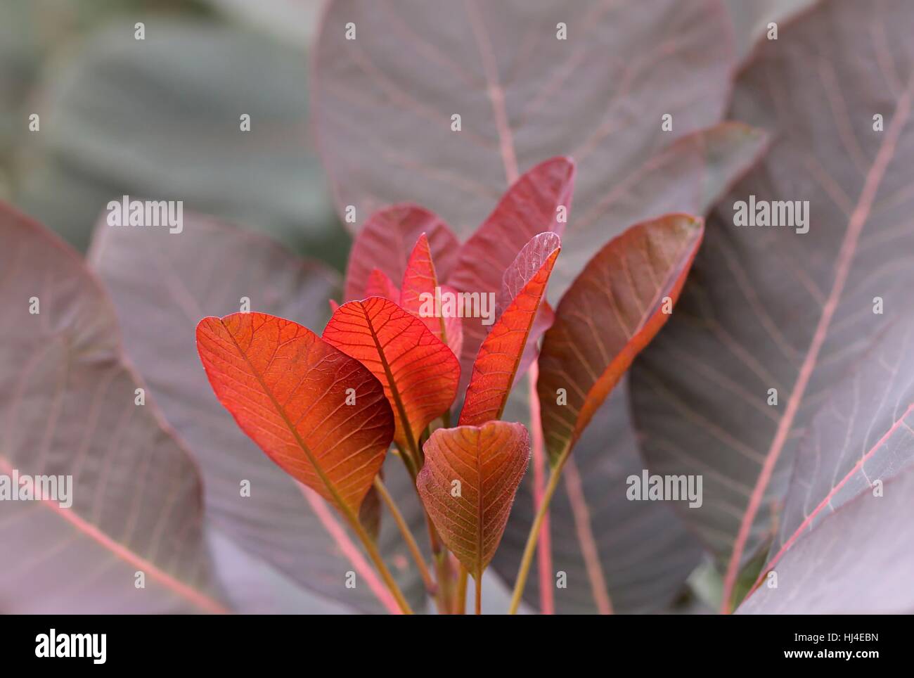 common smoketree / sumac Stock Photo Alamy