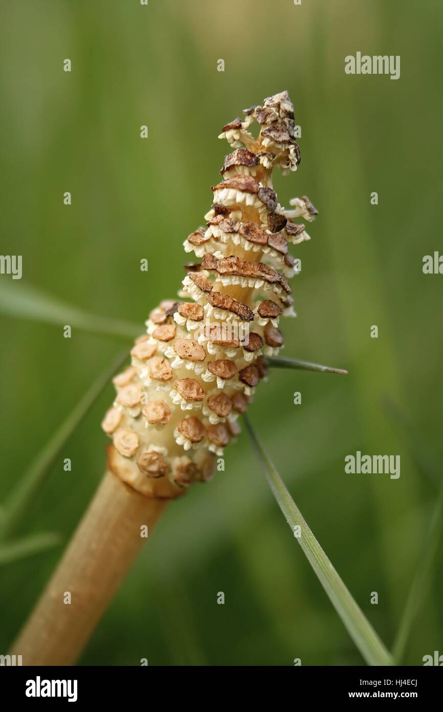 horsetail / common horsetail Stock Photo