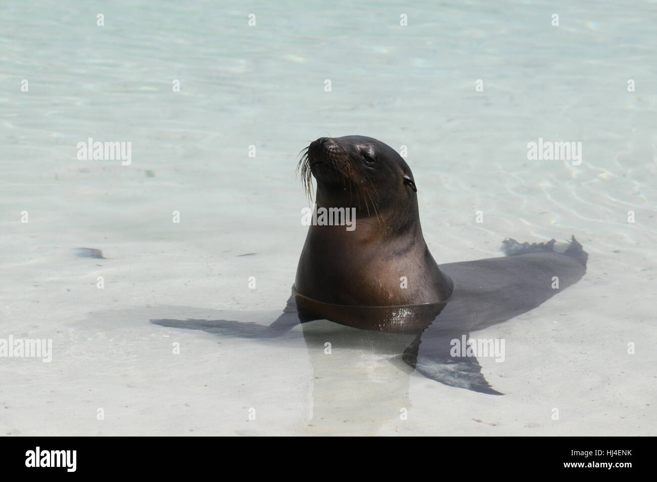 beach, seaside, the beach, seashore, seal, sandy beach, sea lion, conservation Stock Photo