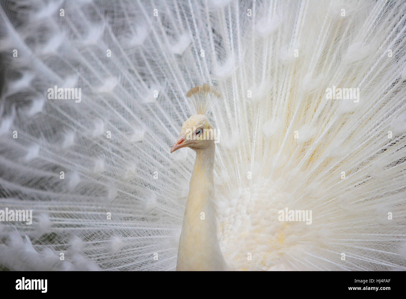 White peacock, domesticated form of the Blue Peafowl Stock Photo