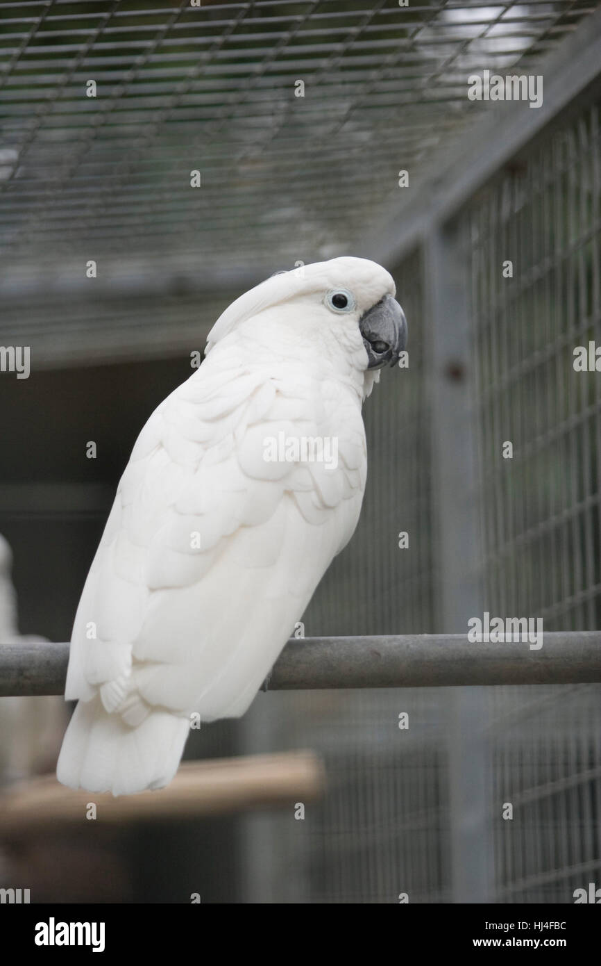 Cockatoo in captivity Stock Photo Alamy