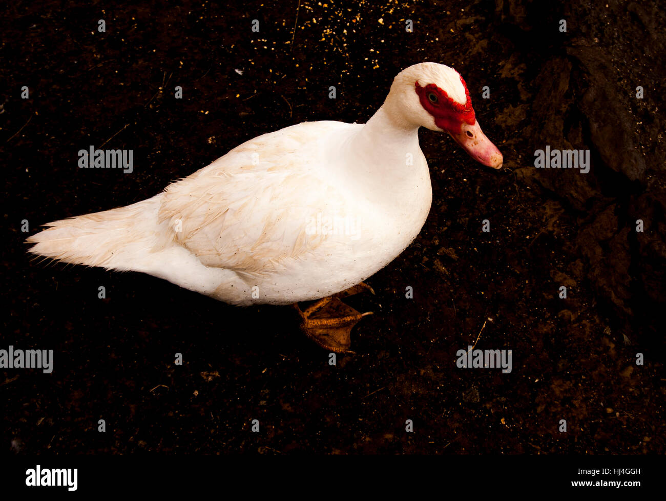 Jar of Le Marche Gourmand Graisse D Oie Goose Fat Stock Photo - Alamy