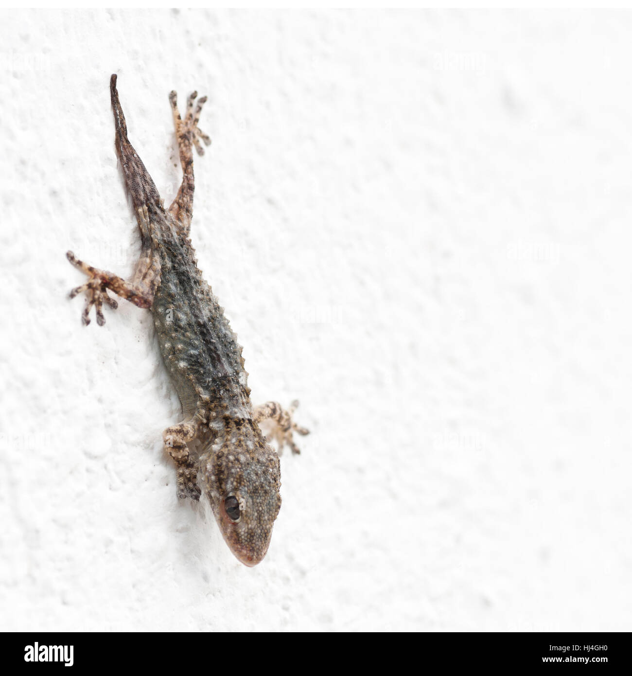 gecko on a white wall Stock Photo