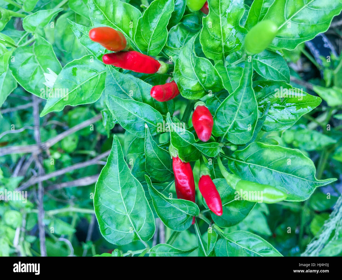 Red Hot chillies on the tree. Stock Photo
